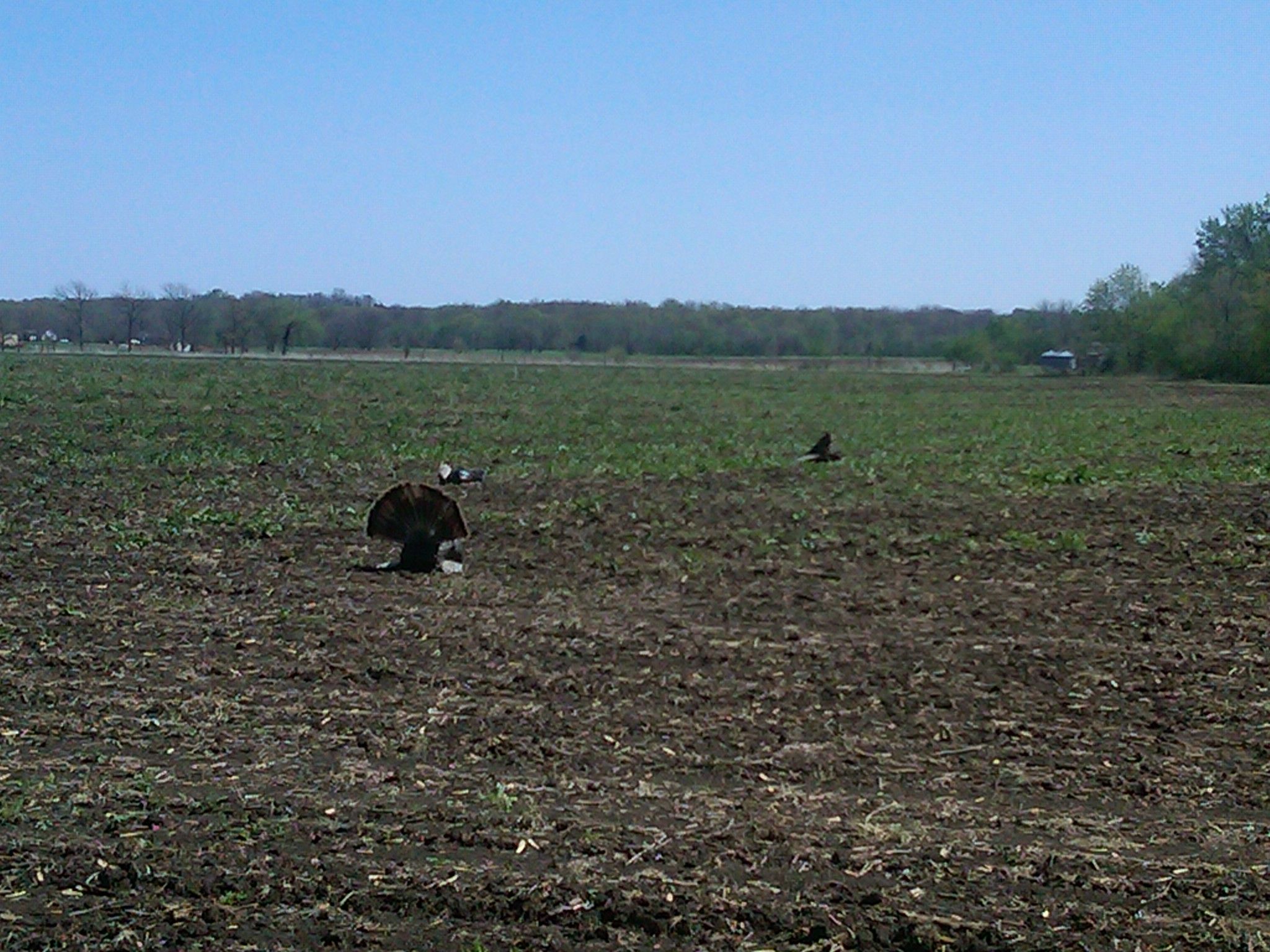 2011 Turkeys