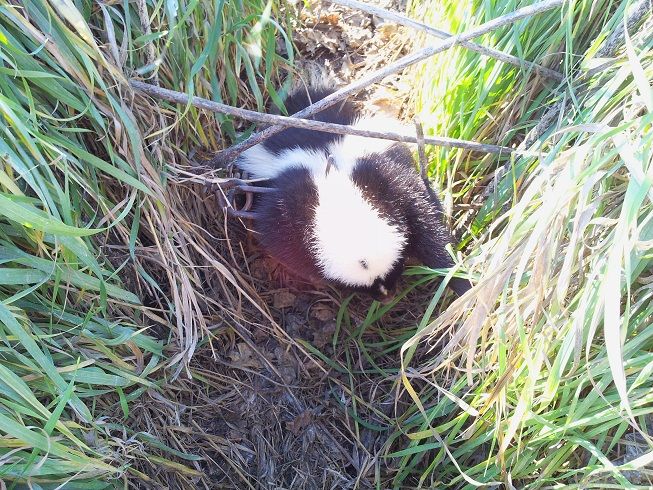 2012 11 10 10.17.14 1 Skunk