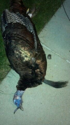 2012 1st Season Gobbler