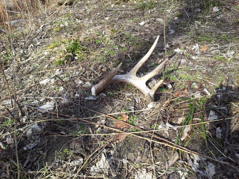 2012-2013 shed i found at the farm scored 64.75