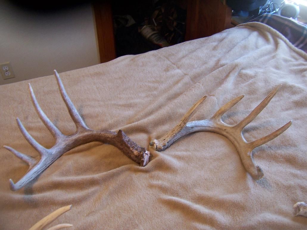 2012 Antler (2)