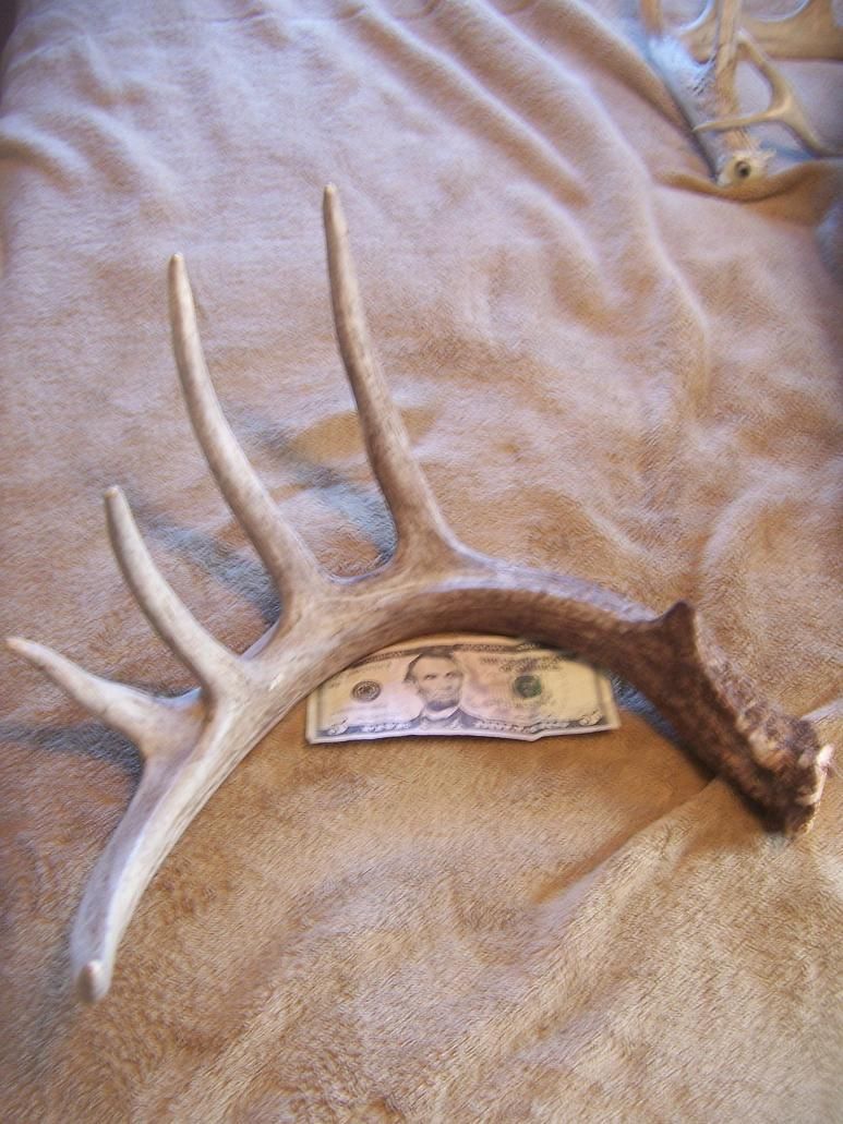 2012 Antler (4)