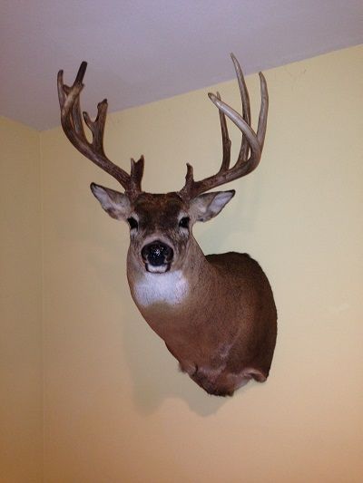 2012 Bow Deer