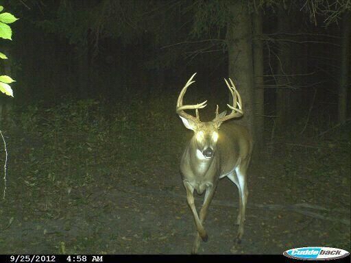2012 bow kill 2