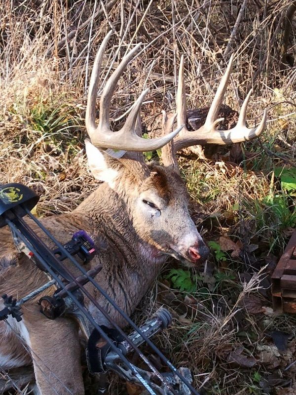 2012 Bow