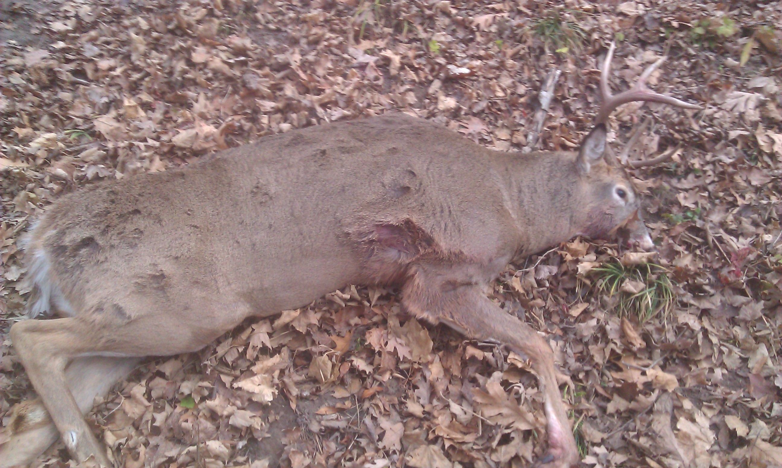 2012 Buck