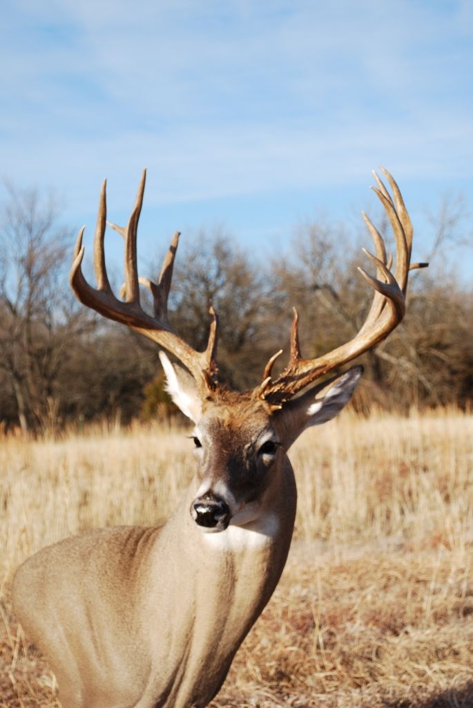 2012 Buck