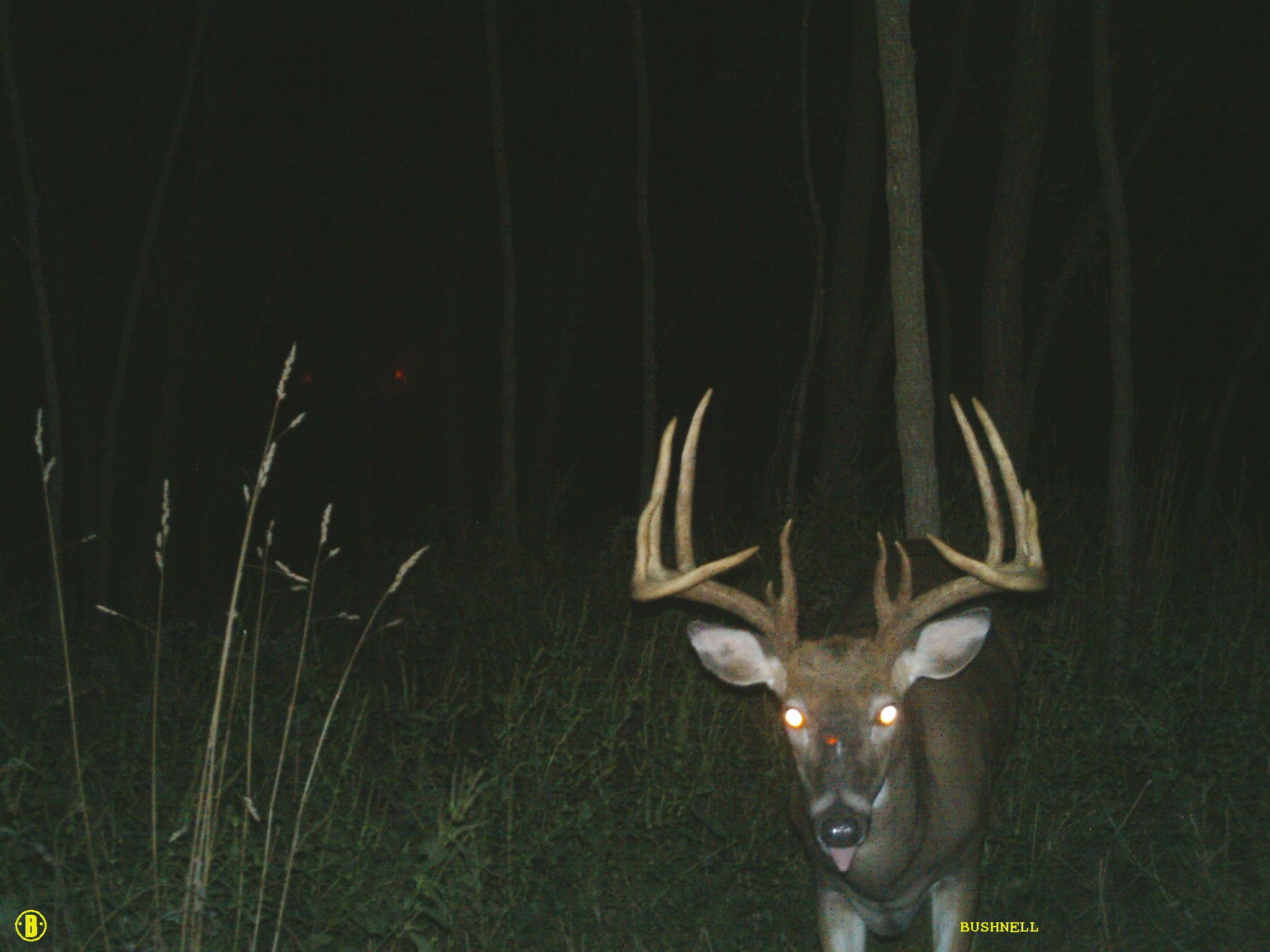 2012 Split Brow