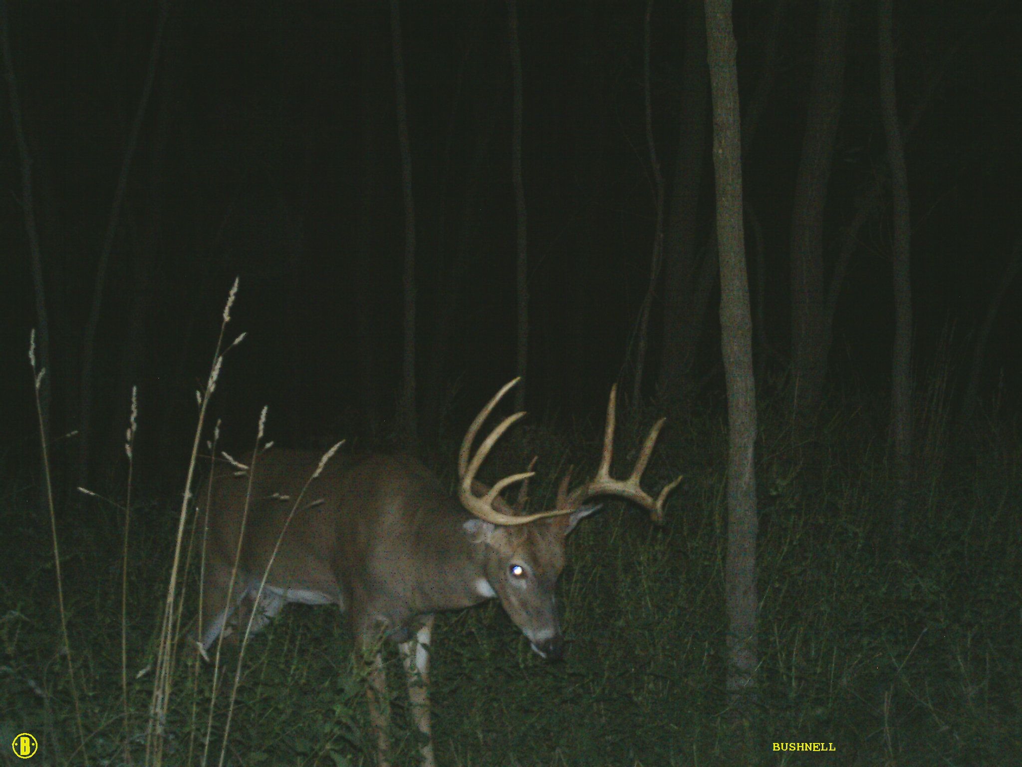 2012 Split Brow
