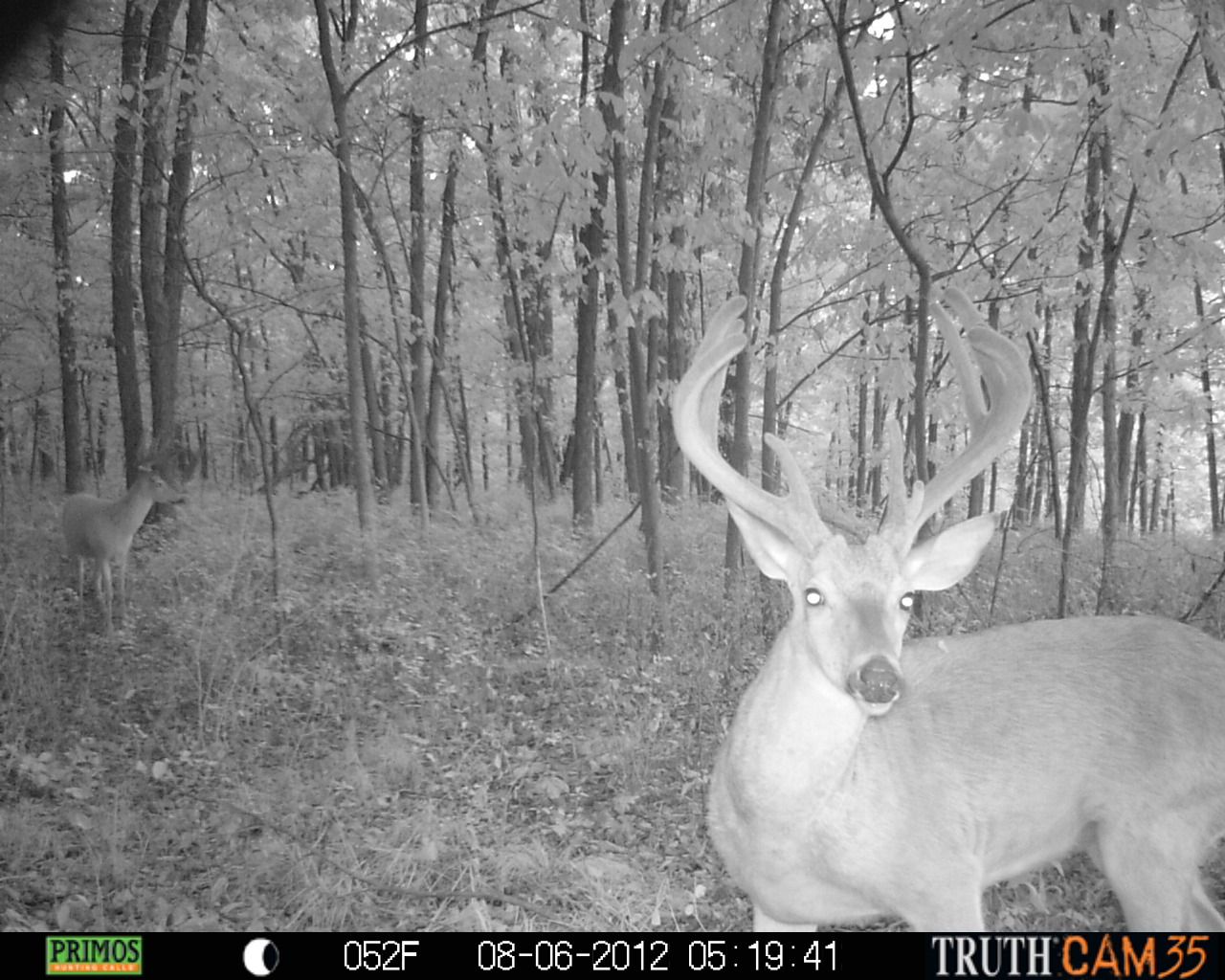 2012 Trail Cam Pics