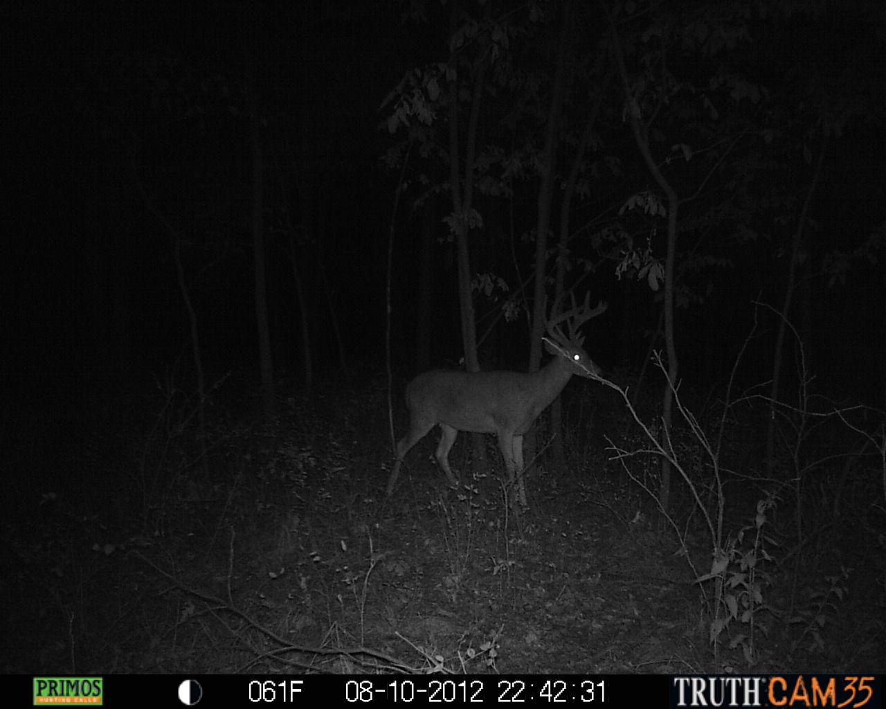 2012 Trail Cam Pics