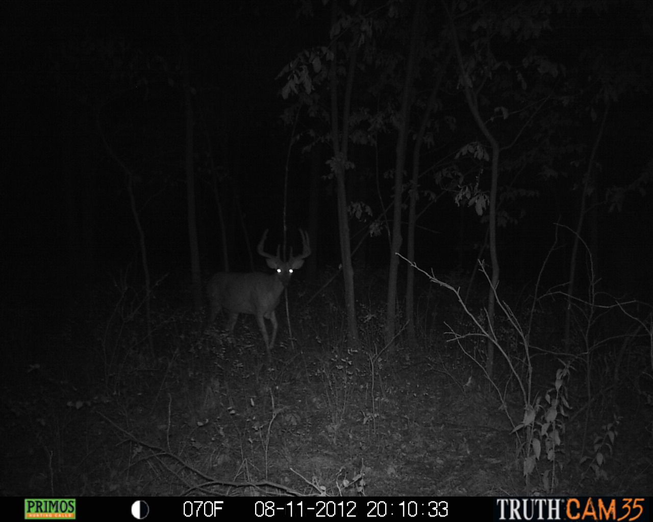 2012 Trail Cam Pics