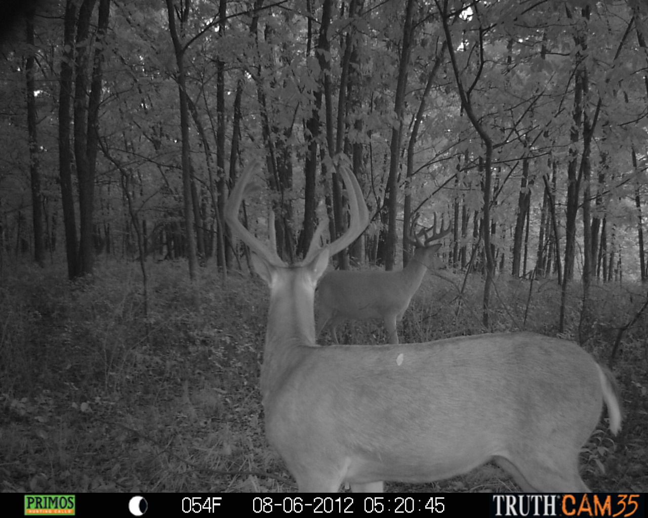 2012 Trail Cam Pics