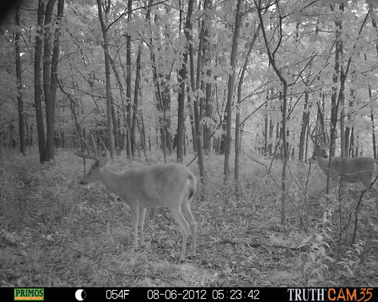 2012 Trail Cam Pics