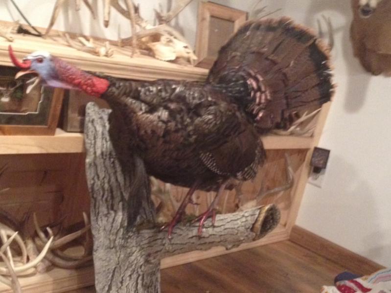 2012 turkey 1 5/8 inch spurs 11 1/4 inch beard 24 pounds