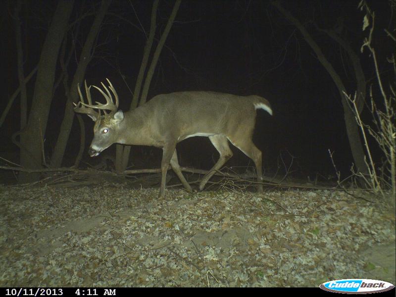 2013 Bow Buck