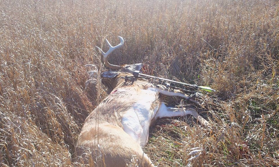 2013 Buck Big body