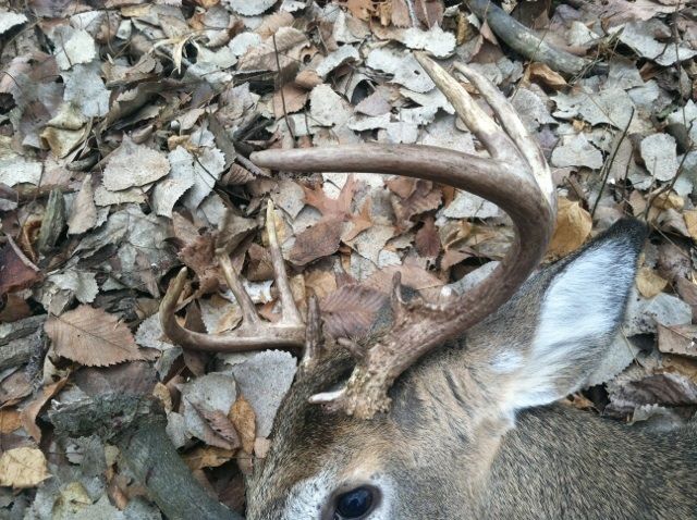 2013 buck