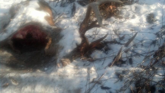 2013 dead find