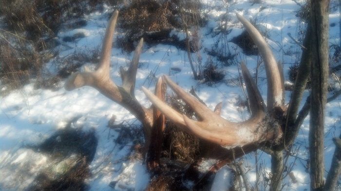 2013 dead find