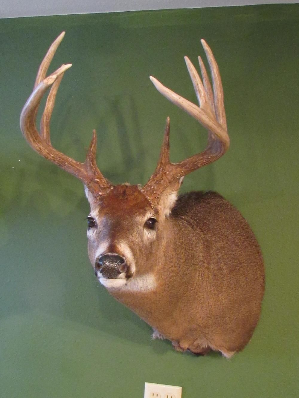2013 mount front view
