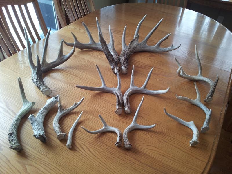 2013 shed season so far