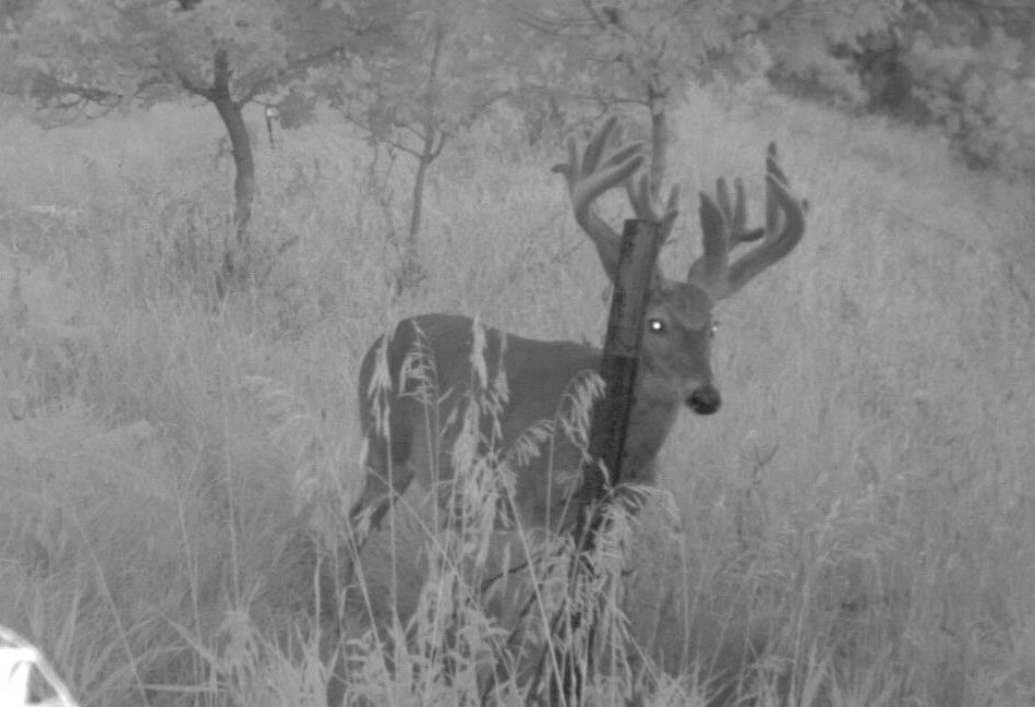 2013 Trailcam