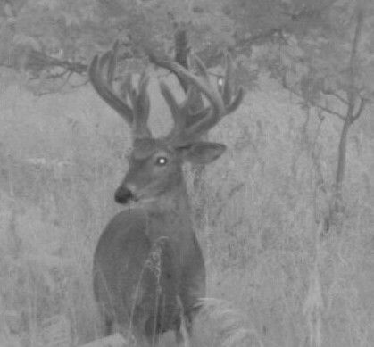 2013 Trailcam