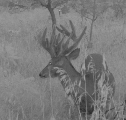 2013 Trailcam