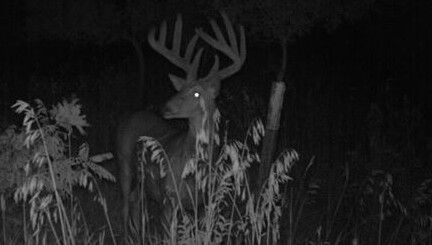 2013 Trailcam