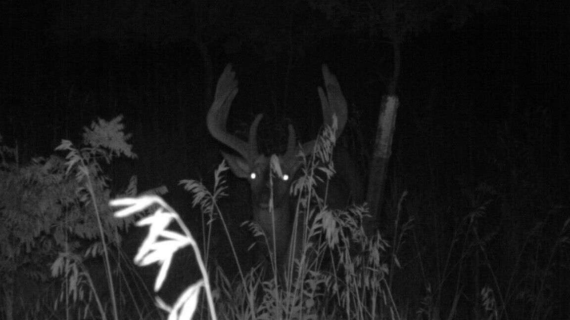 2013 Trailcam