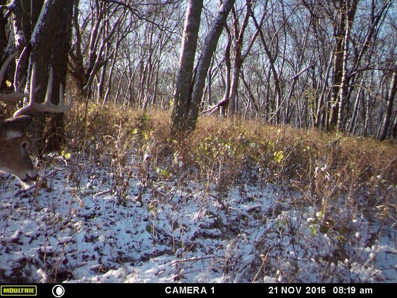 2015 Bow kill on Cam about 5 minutes before I shot him