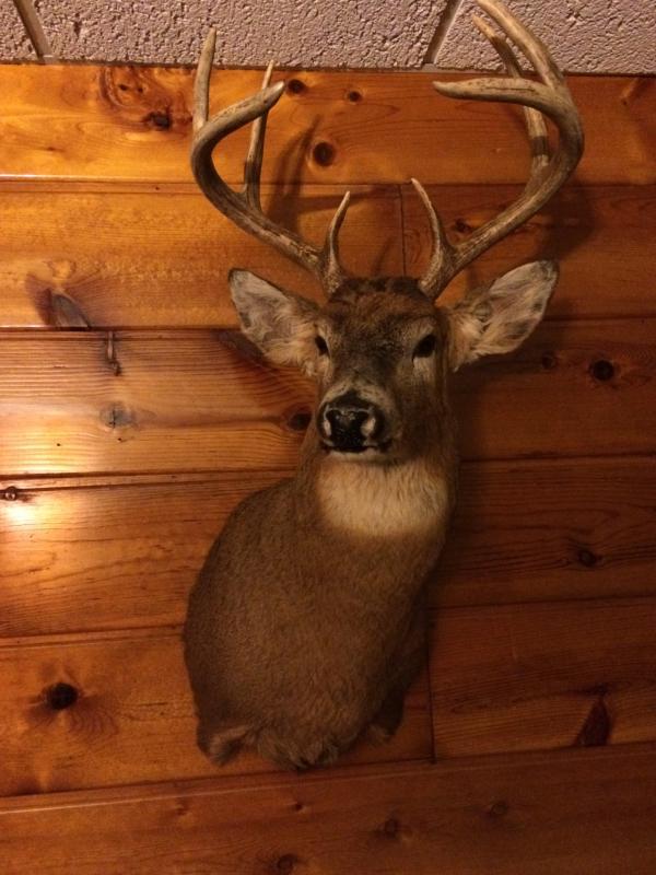 2015 shotgun buck found his new home!