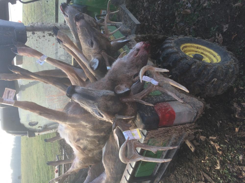 2015 shotgun buck