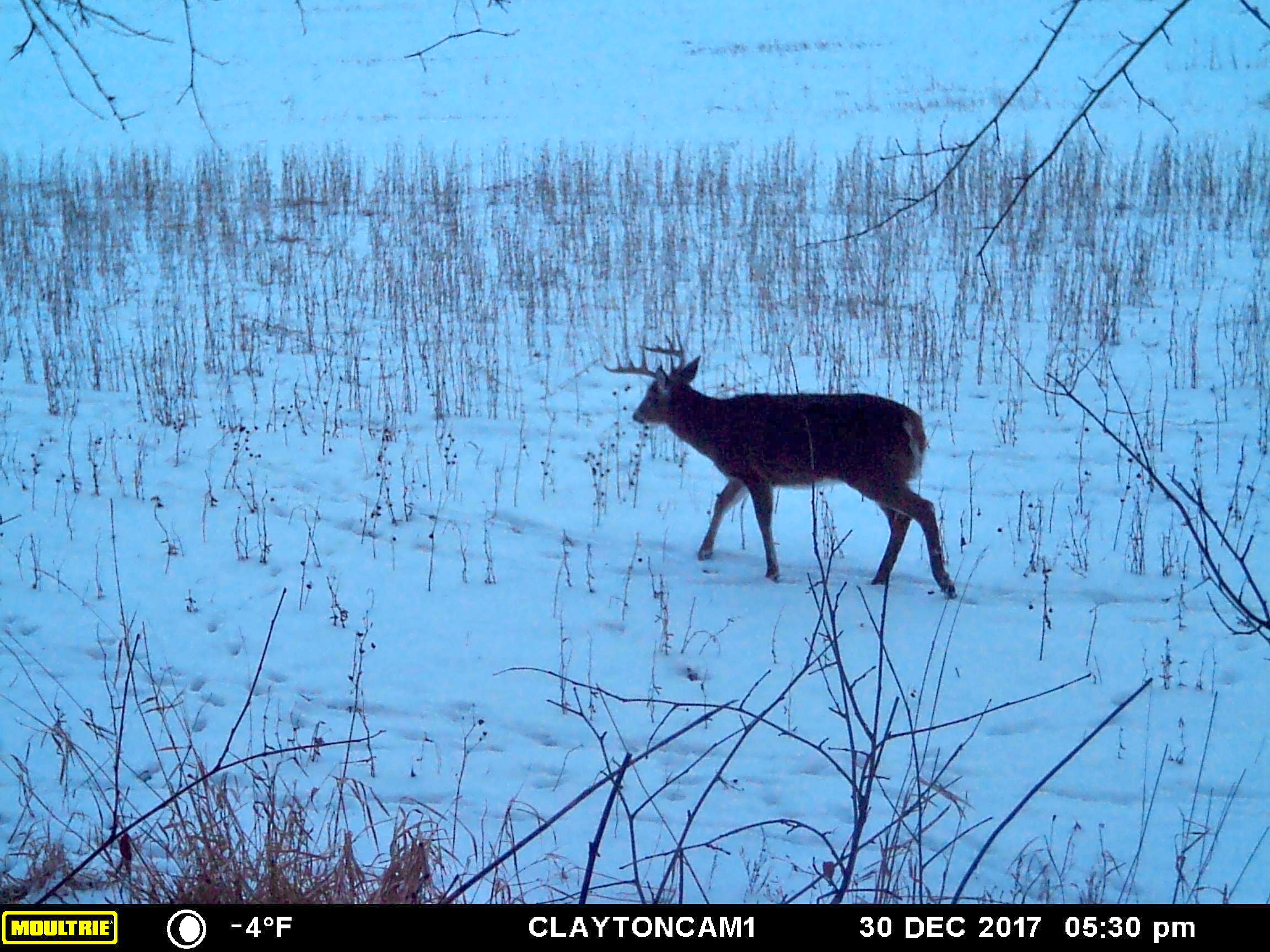 2017 Late Muzzy Buck