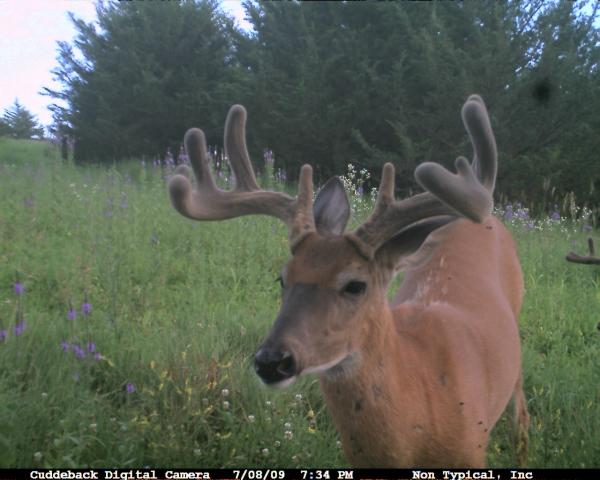 3.5 year old 10 pointer-flattop