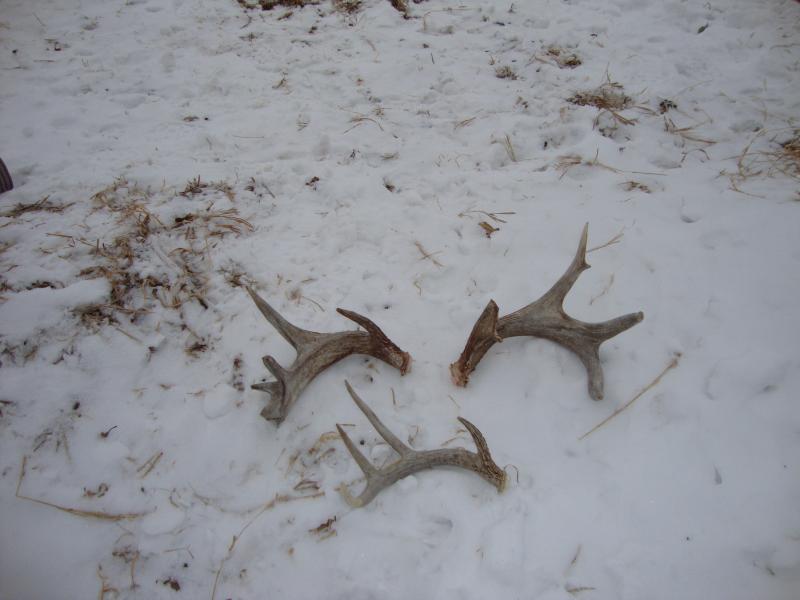 3 sheds