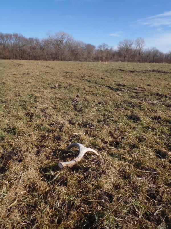 #3 tines down. walked right over this one pre-melt