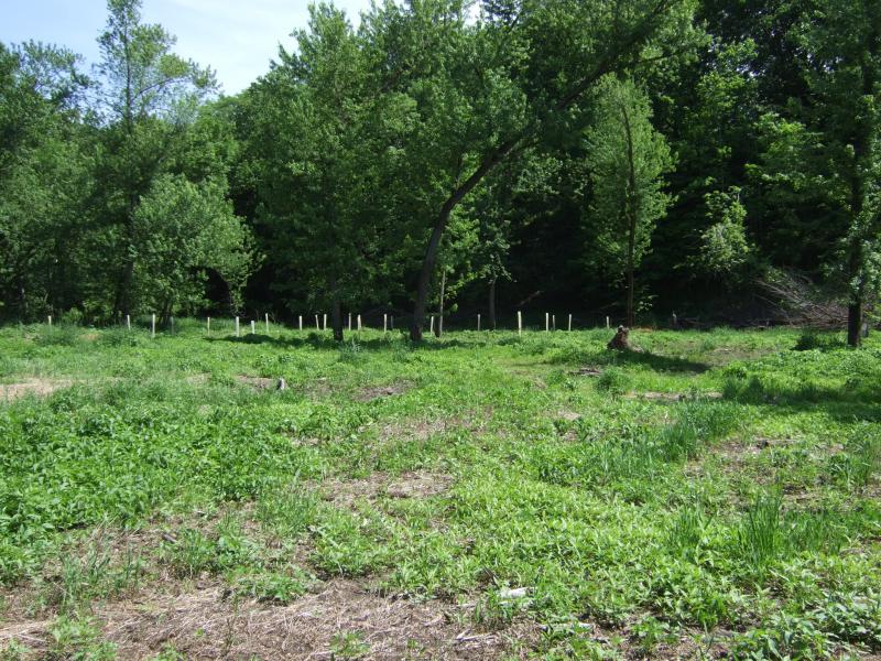 34 060111 Tree Regeneration West end 2