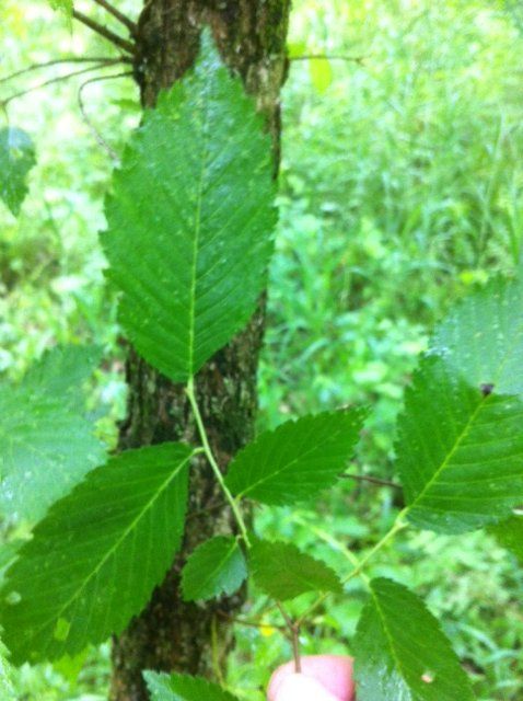 4 leaf