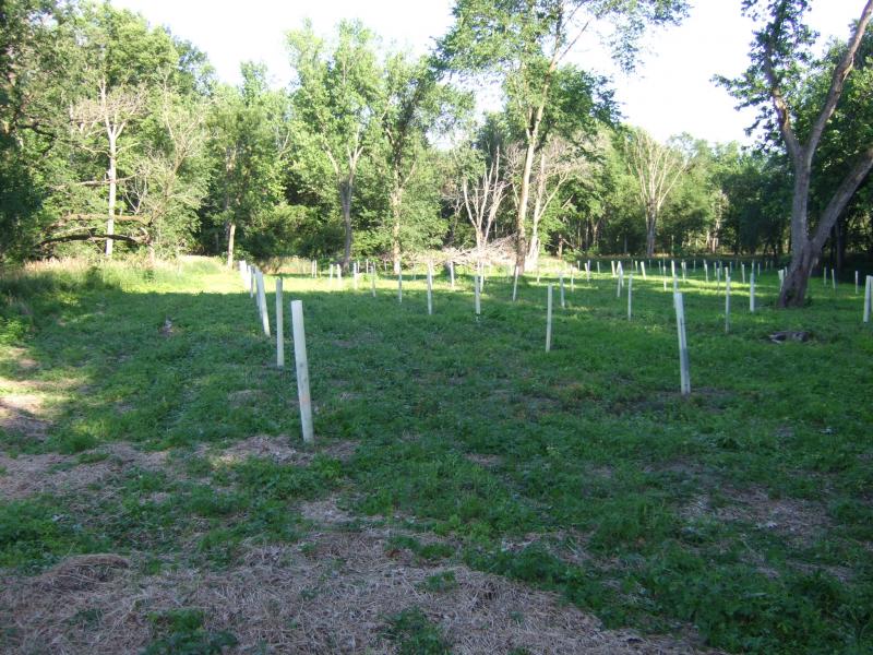 46 062911 East side mowed 2