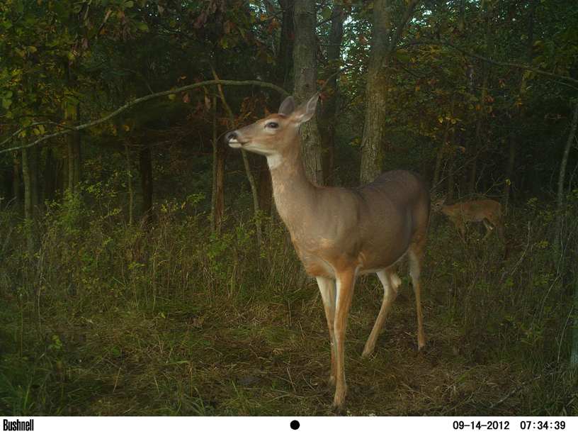 473-doe