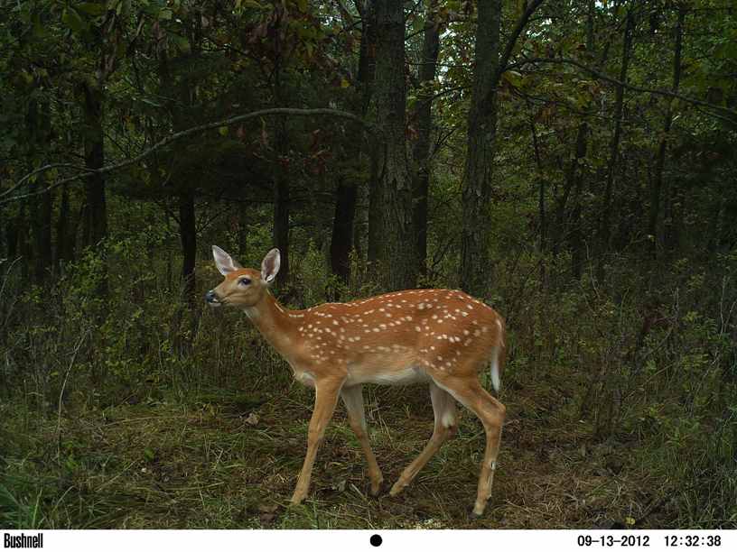 473-fawn