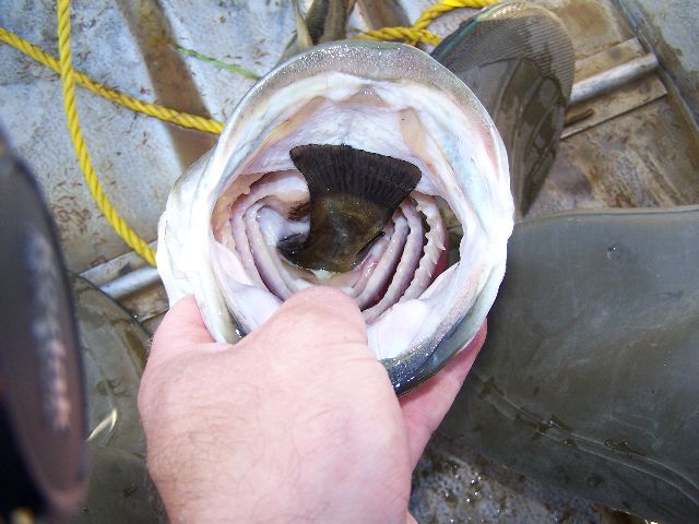 5# bass