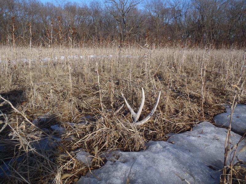 #5 finished the day with a bang! Just shy of 60" but it was a match to one my brother found earlier in the season