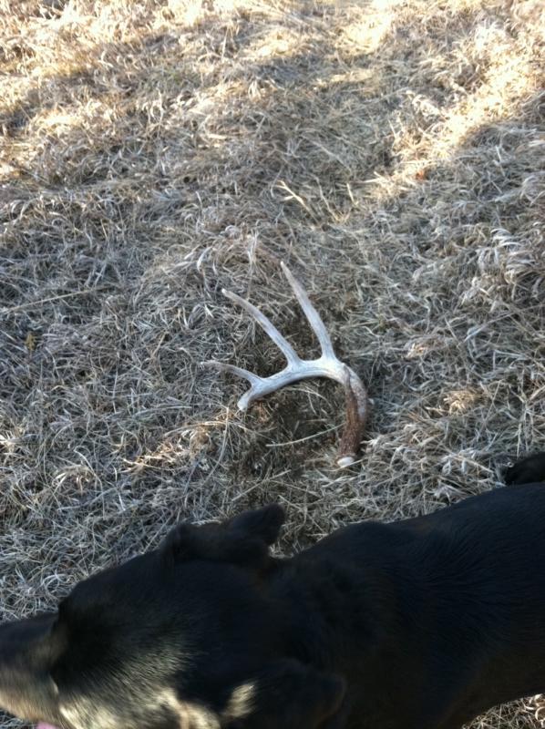 5 point