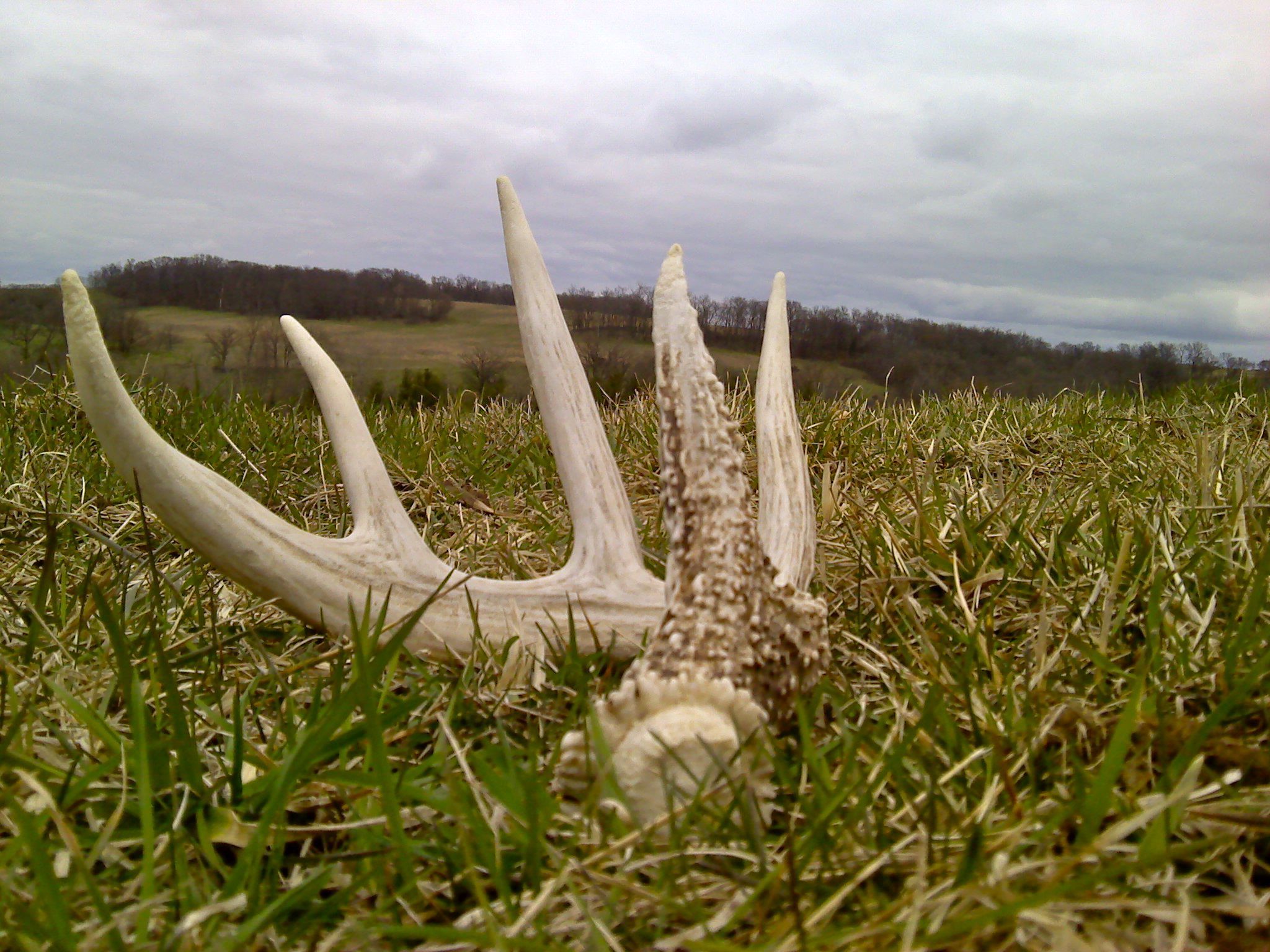 5 Pt. Late April Shed