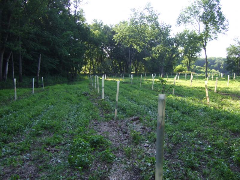 50 062911 East side mowed 5