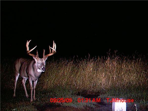 5158-buck