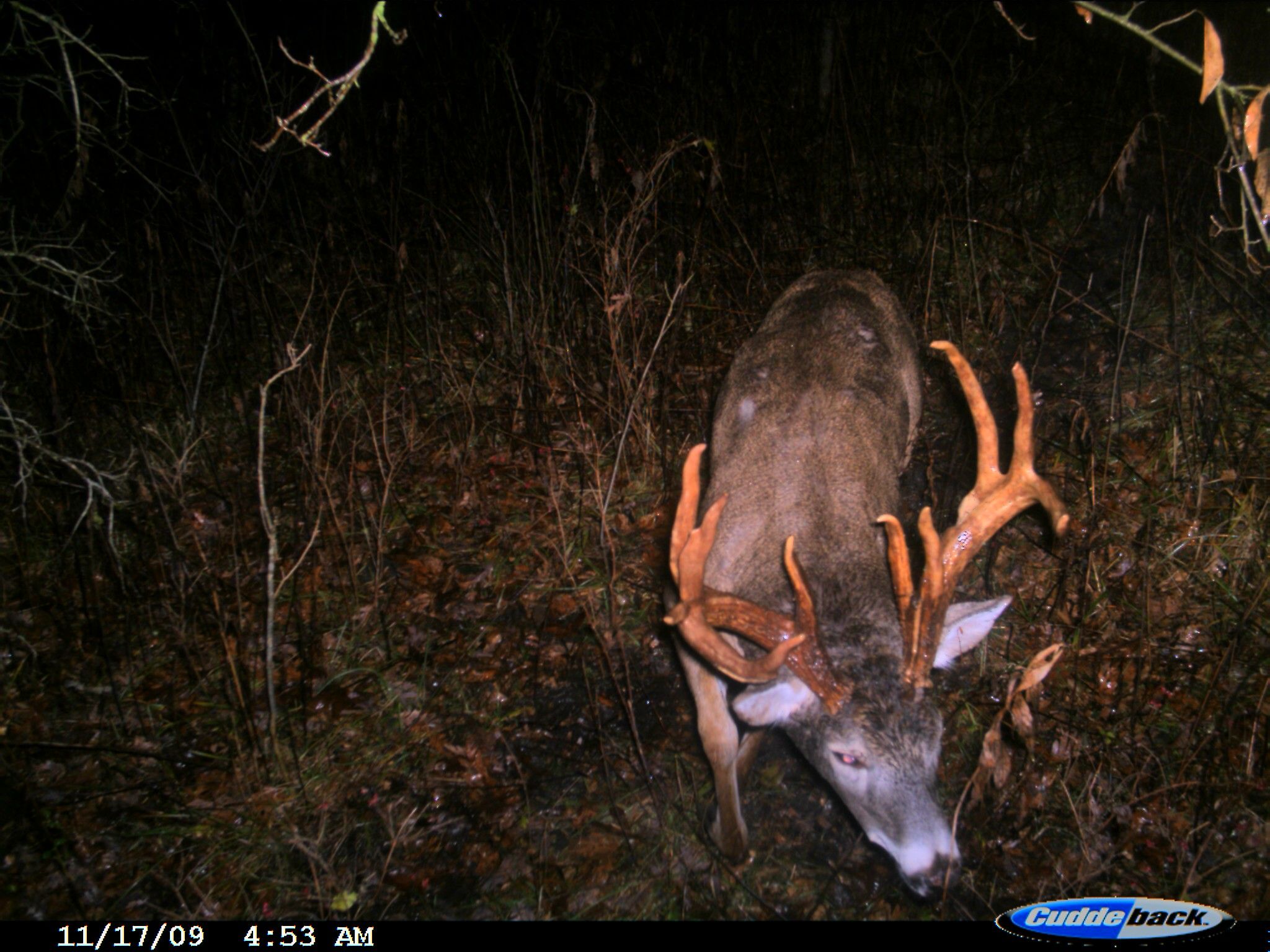 5677-trail Cam 012